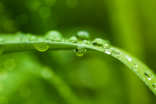 Image of Macro shot of water drops on grass