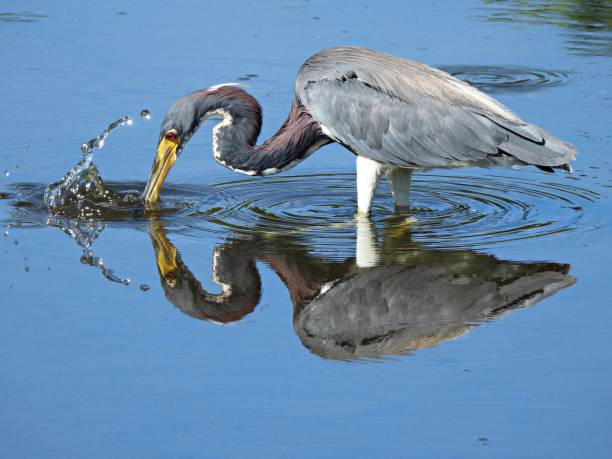 istock Tricolored Heron (Egretta tricolor) foraging in a lake 1335482884