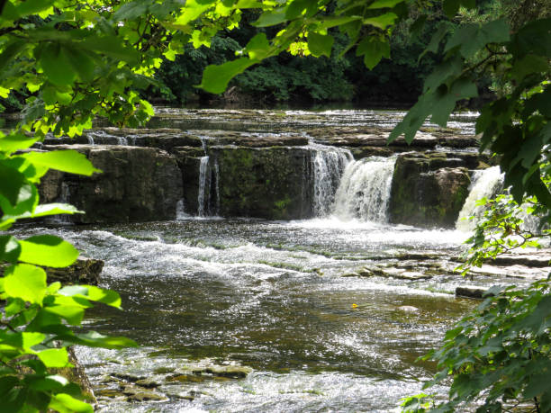 istock Waterfalls through the leaves 1335483522