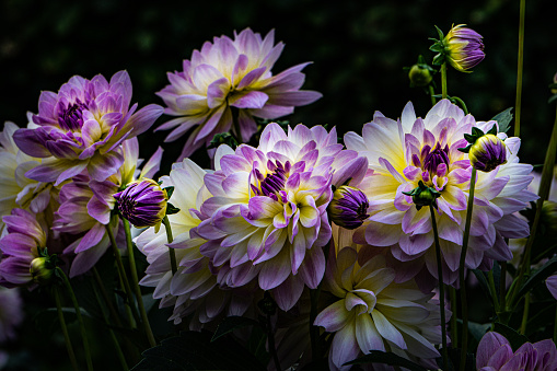 Dahliapower at Dahliagarden in Hamburg