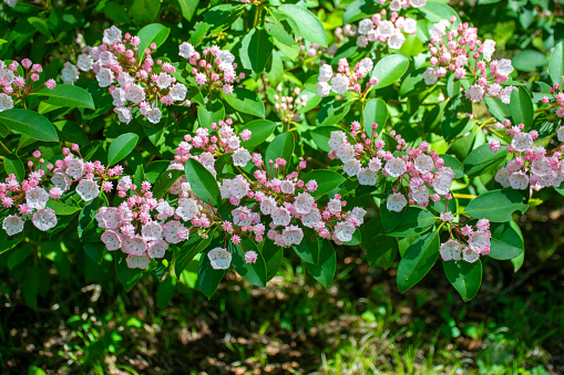 Mountain Laurel (Kalmia latifolia) in bloom on a spring morning. Blue Ridge Parkway, North Carolina, USA