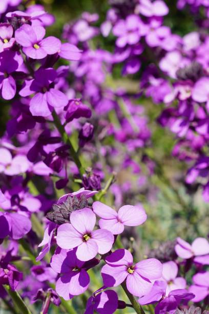 istock Lavender Flowers Bask in the sun 1335485785