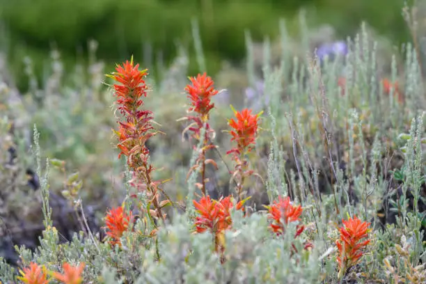 Closeup of the red flowers of Wyoming Indian Paintbrush blooming in the wild, Grand Teton National Park, WY