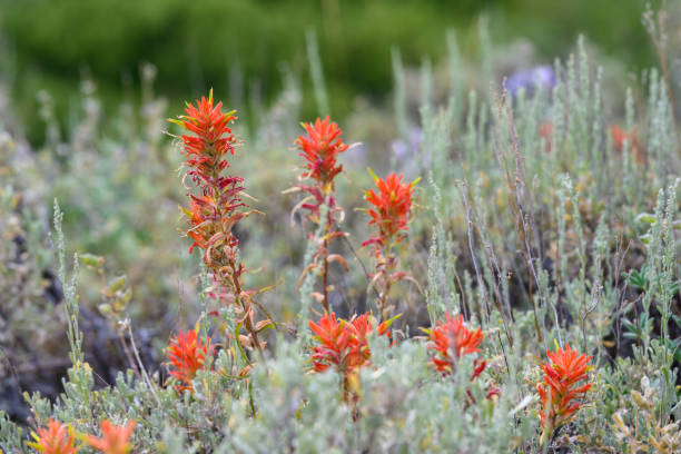 closeup of the red flowers of wyoming indian paintbrush blooming in the wild, grand teton national park, wy - indian paintbrush imagens e fotografias de stock