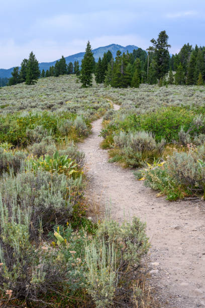istock Hiking path through the sagebrush-steppe above Jackson Lake, WY 1335485950