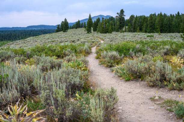 istock Hiking path through the sagebrush-steppe above Jackson Lake, WY 1335485952