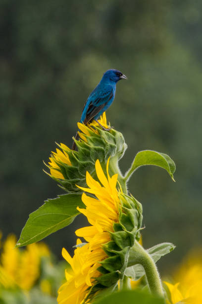 istock Columbia Bottom CA - Indigo Bunting on Sunflower 1335487032