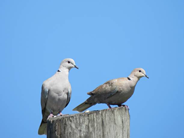 Eurasian Collared Doves profile