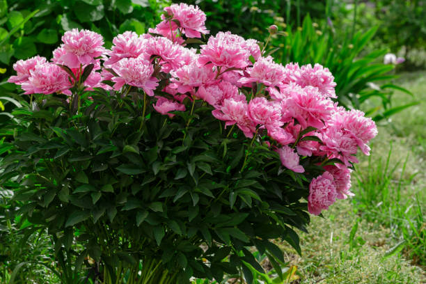 istock Beautiful pink peonies on a bush in spring 1335487729