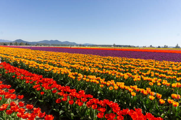 istock Tulip farming in Skagit Valley. 1335487730