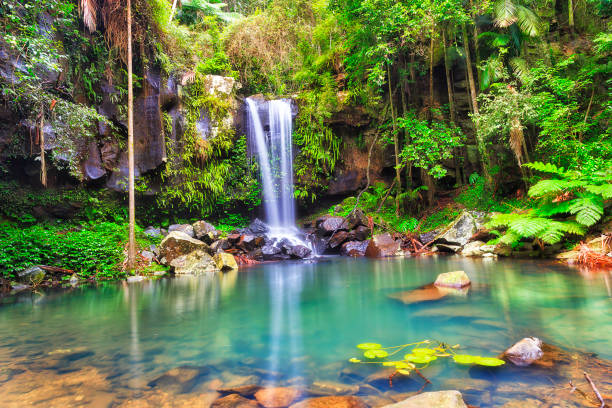 qld tamborine lirios wf - rainforest waterfall australia forest fotografías e imágenes de stock