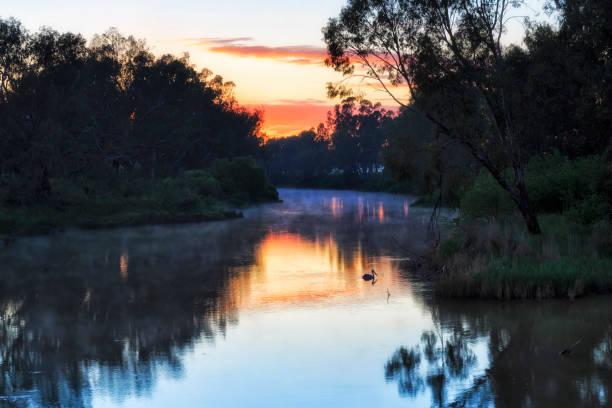 istock Dubbo river rise pelikan red 1335490959