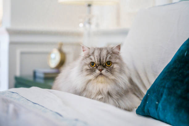 portrait d’un chat persan - animal fur domestic cat persian cat photos et images de collection