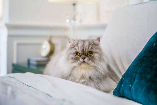 Portrait of a persian cat Portraits in a residence of an adult white and gray persian cat persian cat stock pictures, royalty-free photos & images