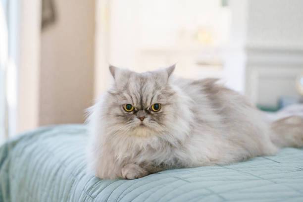 istock Portrait of a persian cat 1335491480