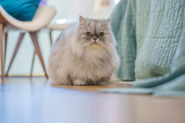 istock Portrait of a persian cat 1335491484