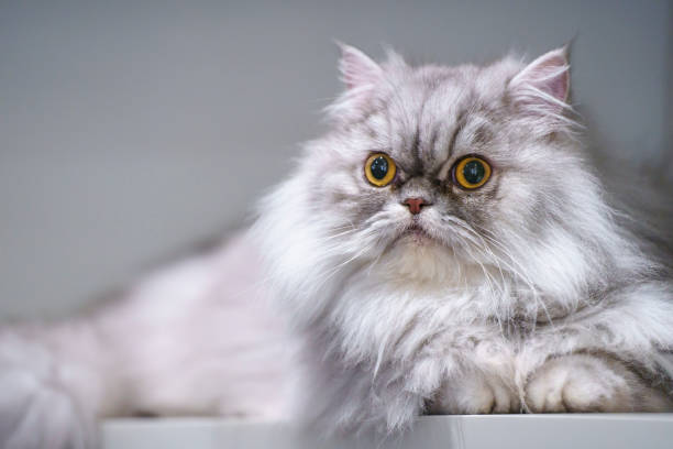 istock Portrait of a persian cat 1335491506