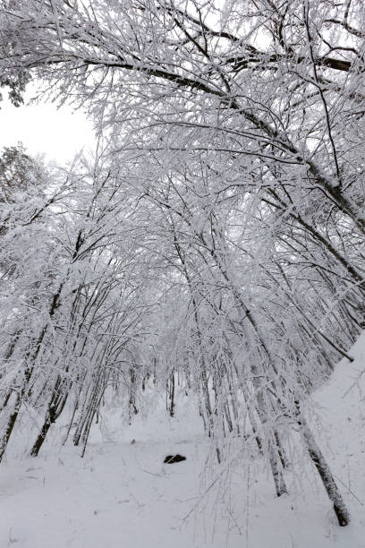 istock bare deciduous trees in the snow in winter 1335491773