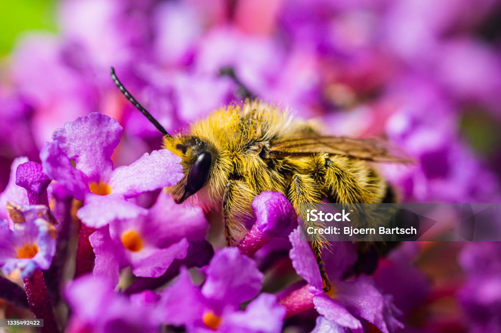 Hairy-legged mining bee A wild bee on a butterfly lilac Bee Stock Photo