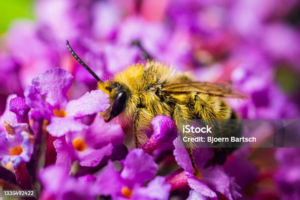 Hairylegged Mining Bee Stock Photo - Download Image Now - Bee, Digging, Animal