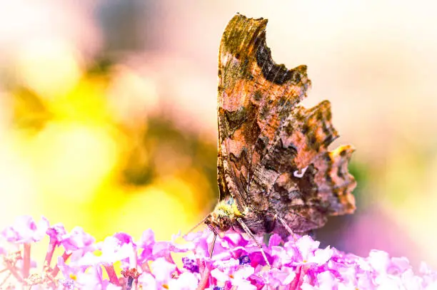 A comma butterfly on a butterfly lilac.