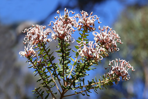 Australian Grey Spider flower plant