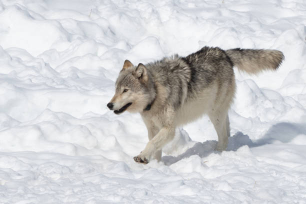 istock Gray wolf running on snowy hill 1335497269