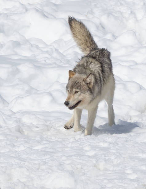 istock Gray wolf running on snowy hill 1335497271