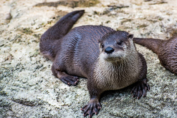 Otter Otter sea otter stock pictures, royalty-free photos & images