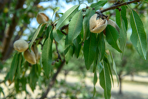 Close-up Ripening almond (Prunus dulcis) fruit growing in clusters in trees on a central California orchard.\n\nTaken in the San Joaquin Valley, California, USA.