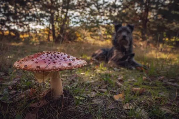 Photo of Dog with Amanita Muscaria called fly agaric during the mushroom season