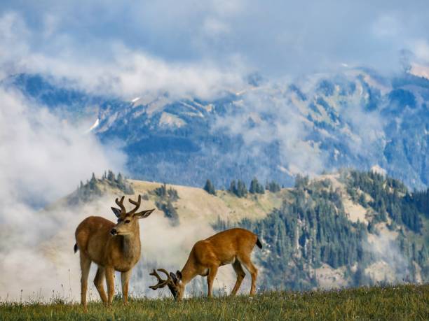 The Wild Majestic Olympic Mountains Two Mule deers up in the mountains of the Olympic National Park, Washington. hoofed mammal stock pictures, royalty-free photos & images
