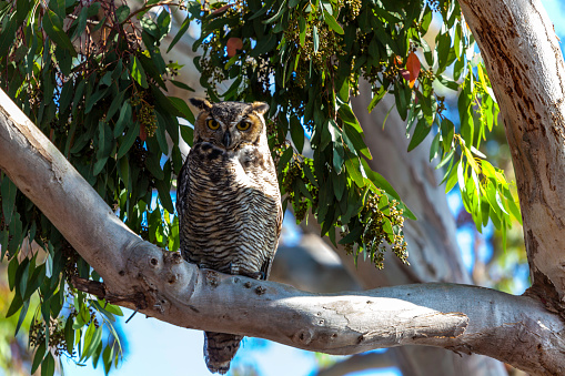 Owl with yellow eyes in Rancho Palos Verdes, California - USA - tiger owl - The Great Horned Owls -Screech Owl