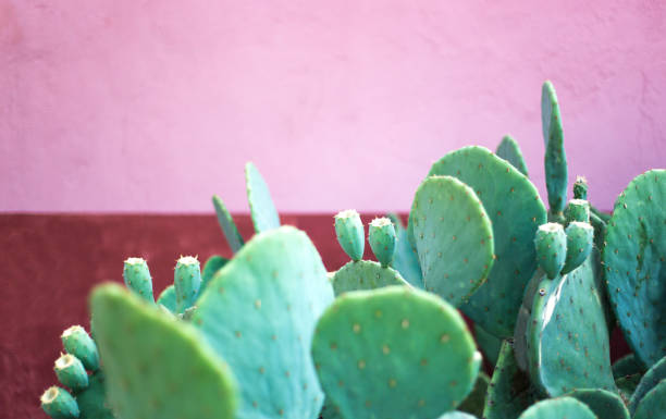 istock Prickly Pear Cactus Against Pink and Red Wall, Copy Space 1335513023