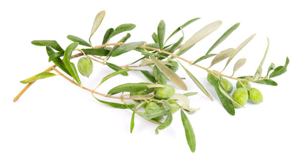 istock Olive branch isolated on white background. Green olives with leaves. 1335513140