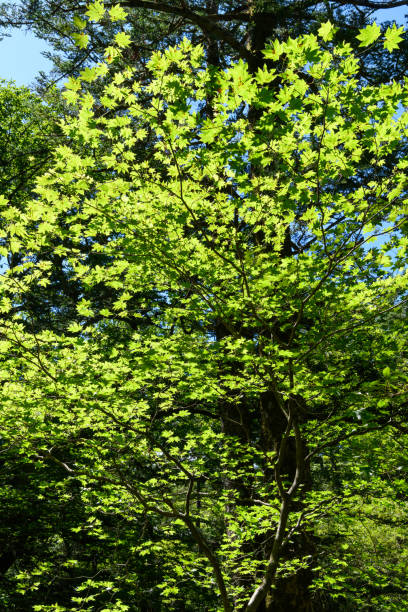 istock The forest in Nikko National Park 1335513863