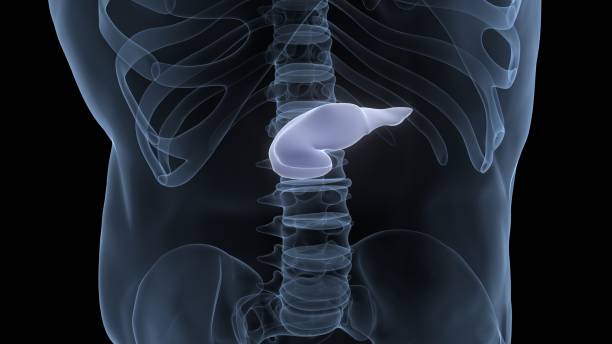istock Human Internal Organs Pancreas Anatomy 1335517602