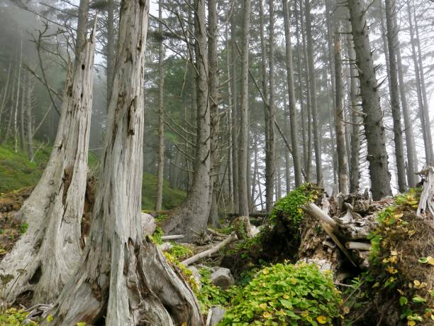 istock Driftwood in Misty Rialto Beach 1335521983