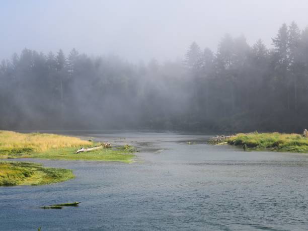 istock Quillayute River in Olympic National Park 1335521995