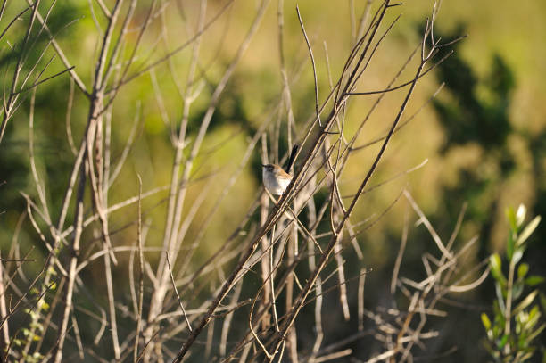istock Birds of Mount Annan, NSW, Australia 1335525165
