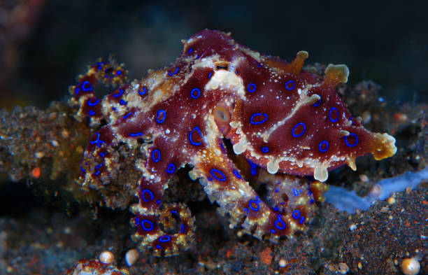 Amazing Octopus. stock photo