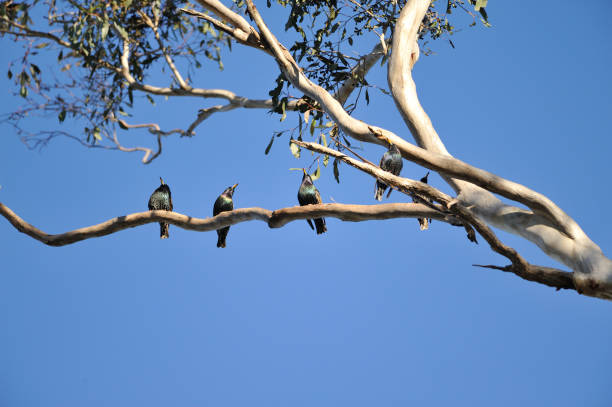 pássaros do monte annan, nsw, austrália - river annan - fotografias e filmes do acervo