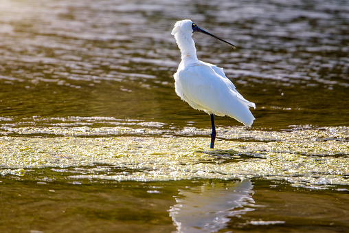 Royal spoonbill standing in the water