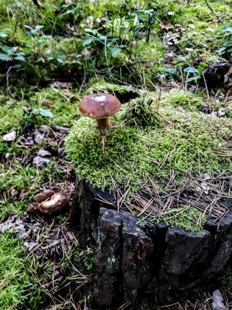 istock A mushroom stands on a stump 1335526068