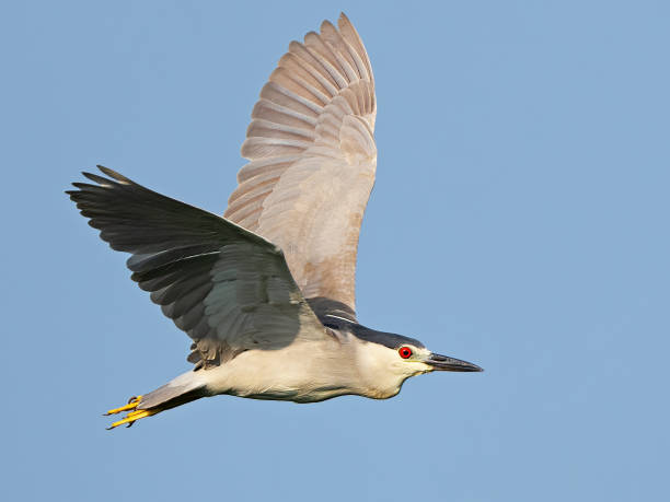 Black-crowned Night Heron in Flight Black-crowned Night Heron in Flight black crowned night heron nycticorax nycticorax stock pictures, royalty-free photos & images