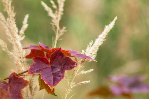 jesień. czerwone liście klonu hinnal na rozmytym tle. - drop defocused focus on foreground herbal medicine zdjęcia i obrazy z banku zdjęć