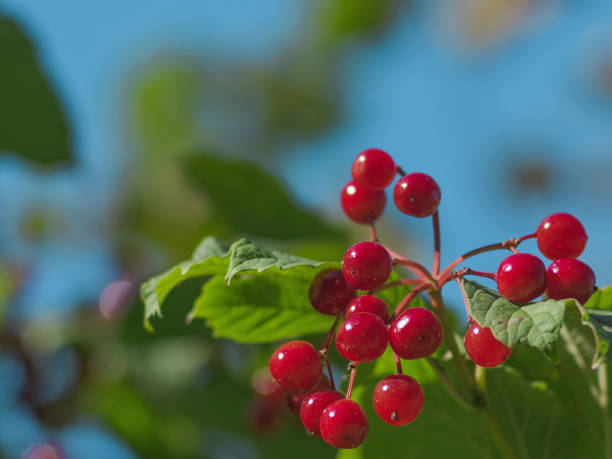 rośliny lecznicze. pęczek kaliny w słoneczny dzień na rozmytym tle - drop defocused focus on foreground herbal medicine zdjęcia i obrazy z banku zdjęć