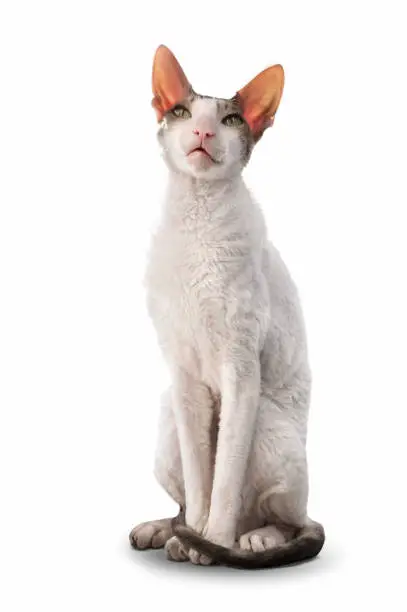 Devon Rex cat on a white background