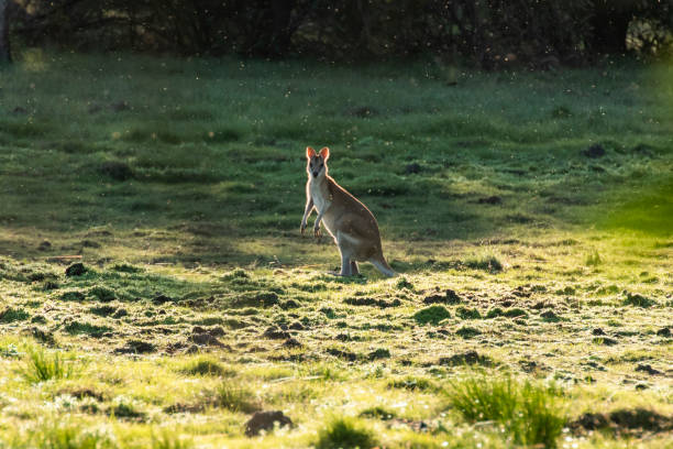 залитый солнцем валлаби - wallaby kangaroo australia northern territory стоковые фото и изображения