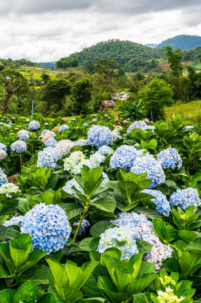 istock Blooming Hydrangea garden in architectural farm in Chiang Mai, Thailand 1335530369